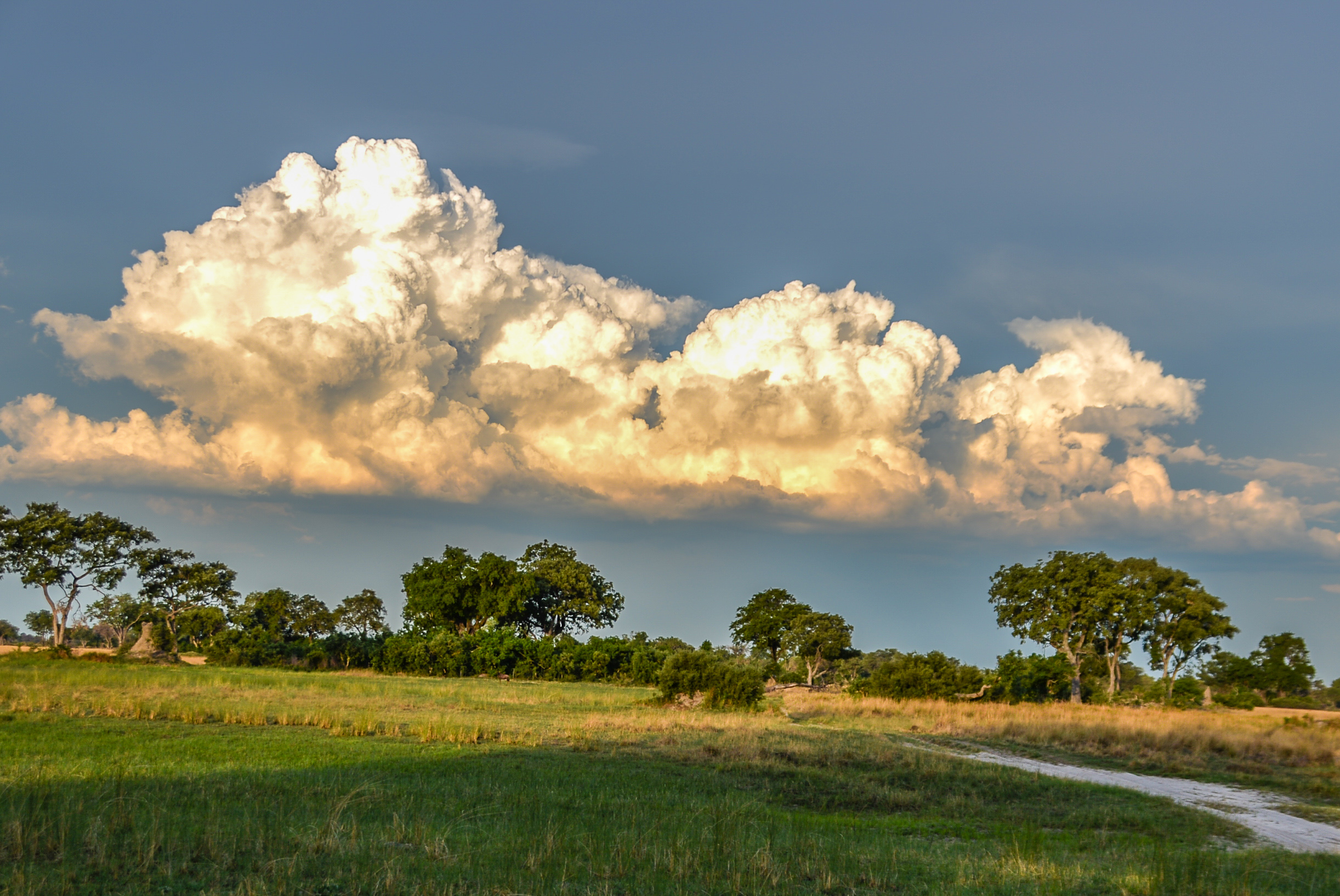 Paysage du delta de l'Okavango en fin de saison sèche (fin d'après-midi), Shinde concession, Botswana